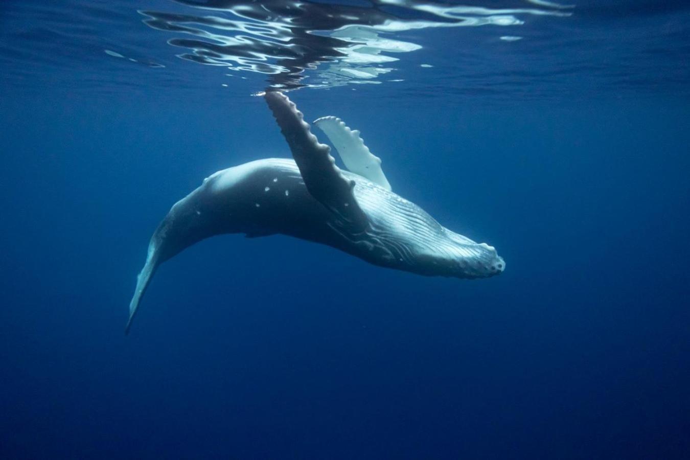Maui Homestay Vue Ocean Exceptionnelle & Baleines En Saison Tohautu Eksteriør bilde