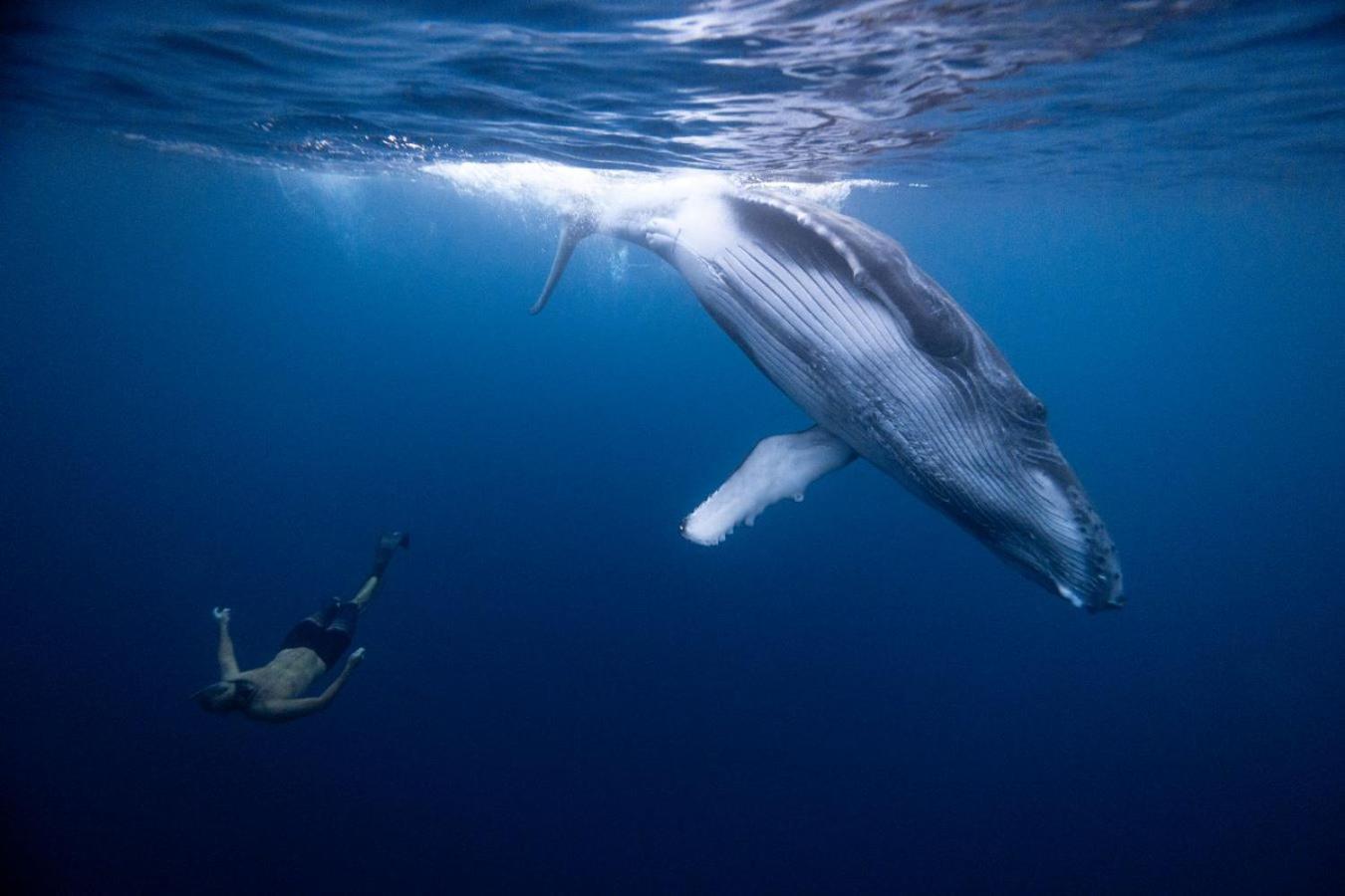 Maui Homestay Vue Ocean Exceptionnelle & Baleines En Saison Tohautu Eksteriør bilde